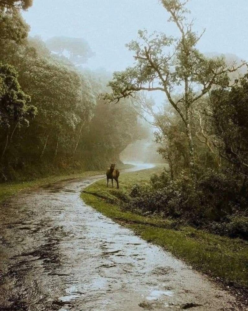 Horton Plains