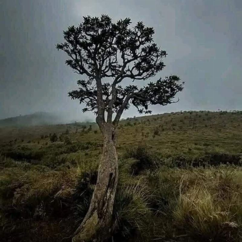 Horton Plains